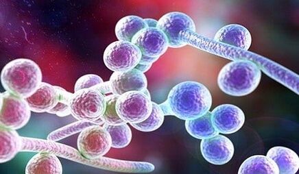 Fungo Candida